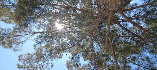 Bill McNeel Park